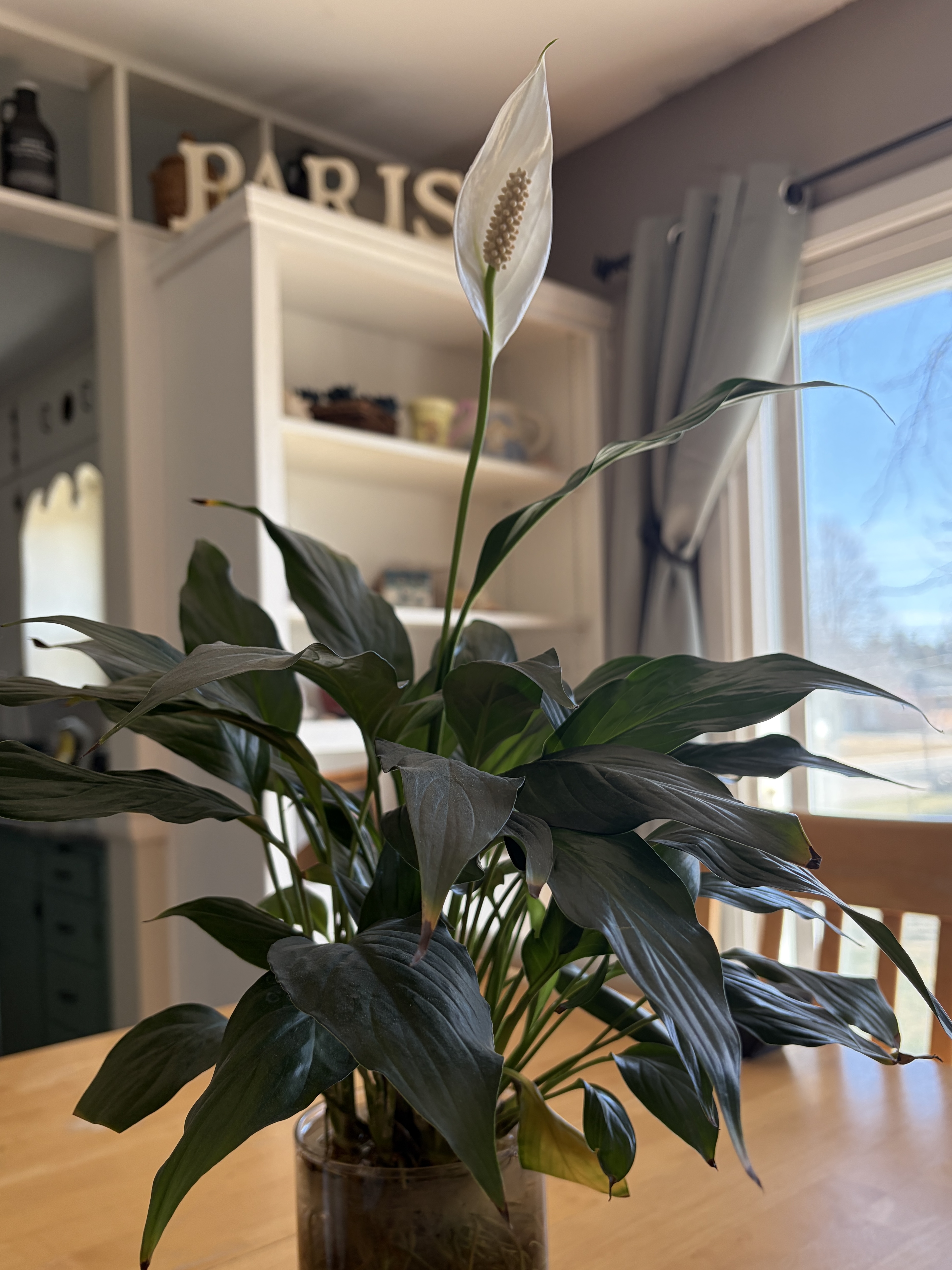 Peace Lily